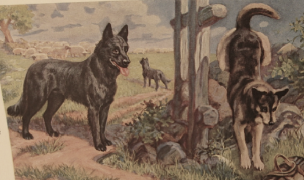 1941 Dog Art, Natl Geo Belgian Sheepdog, Malinois Ptg